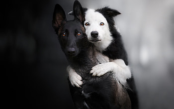 dogs, family, friends, portrait HD wallpaper