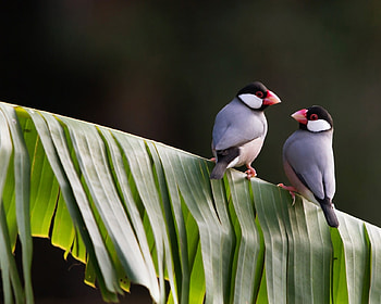 Two Finches, animal, finches, birds, weaverbirds HD wallpaper