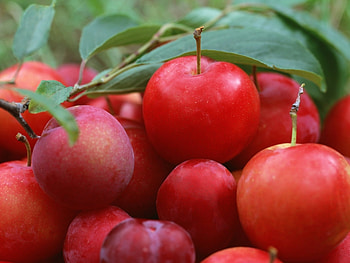Fruits, Food HD wallpaper