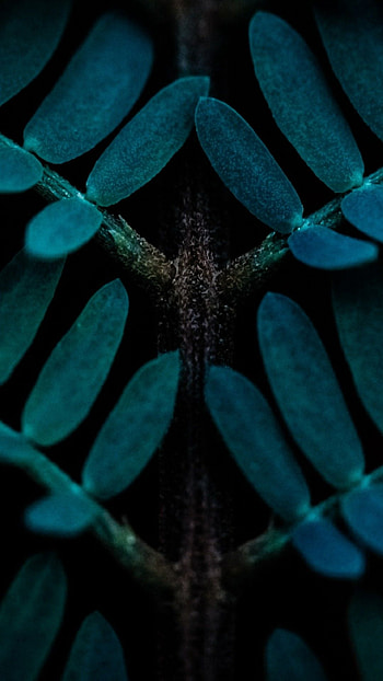 Leafs, natural, leavs, graphy, tranding HD phone wallpaper