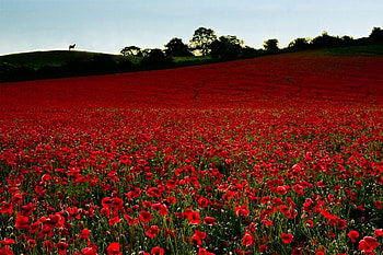 Red Carpet, carpet, , red, beautiful, flowers HD wallpaper