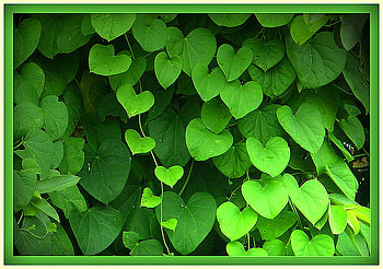 Spring hearts, heart shaped, leaves, spring, green plant HD wallpaper