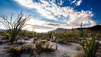 Kristin's Underwater Forest in Anza Borrego, California, clouds, landscape, trees, sky, rocks, water, usa HD wallpaper