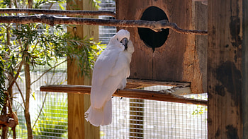 White Cockatoo , animal, wide screen, wildlife, bird, graphy, cockatoo, , avian HD wallpaper