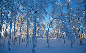 Landscape, Winter, Snow HD wallpaper