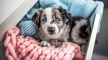 Blue Eyes White Black Dog Is Sitting Inside Wood Drawer In Blur Background Dog HD wallpaper
