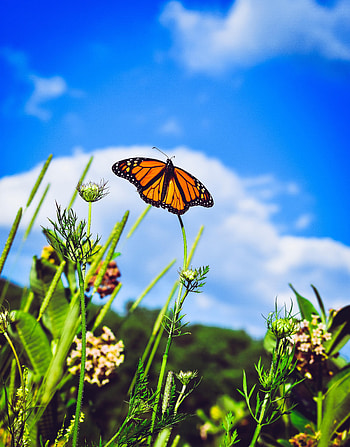 Patterns, Macro, Close-Up, Butterfly, Wings, Danaida Monarch HD phone wallpaper
