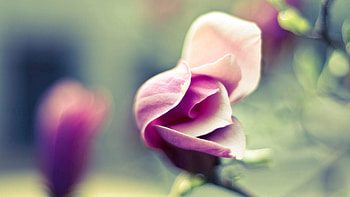 Flower, Macro, Petals, Bloom, Flowering, Stains, Spots HD wallpaper