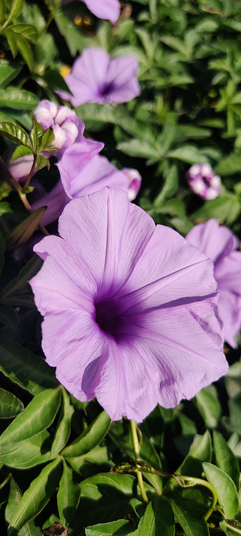 Flowers, magenta, petal HD phone wallpaper