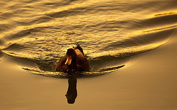 Animals, Sunset, Lake, Bird, Duck, To Swim, Swim HD wallpaper