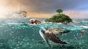 Turtle Fantasy HD wallpaper