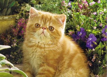 Please love me, kitten, purple, garden, flowers HD wallpaper
