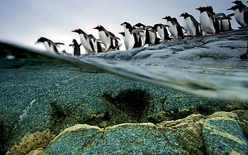 Animals, Birds, Pinguins HD wallpaper