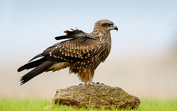 Animals, Grass, Rock, Bird, Predator, Falcon, Stone, Wings HD wallpaper