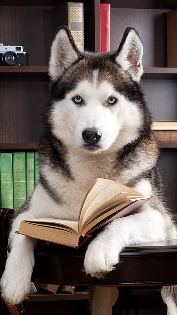 Husky Dog, Siberian HD phone wallpaper