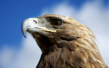 Golden eagle, Eagles HD wallpaper