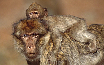 Animals, Monkeys, Young, Family, Kid, Tot, Care, Joey HD wallpaper