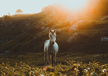 White Equus, landscape, horse HD wallpaper
