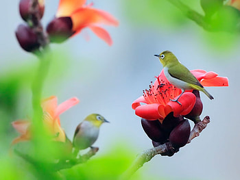 Animals, Birds HD wallpaper