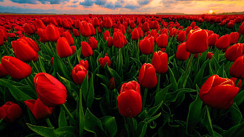 Tulip field in the Netherlands, spring, red, blossoms, plantation, clouds, sky HD wallpaper