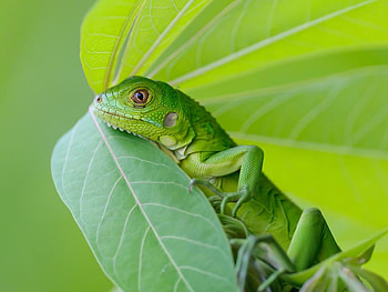 BRIGHT GREEN IGUANA, iguana, reptilian, tropical, green, leaf, lizzard HD wallpaper