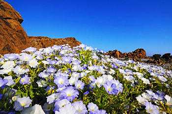 Mountain wildflowers, blue, slope, beautiful, rocks, mountain, wildflowers, carpet, freshness, nature, sky, lovely HD wallpaper