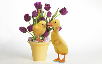 Cute-Ducks, cute, ducks, birds HD wallpaper