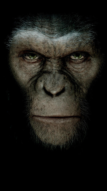 Rise of the Planet of the Apes (2022) movie HD phone wallpaper