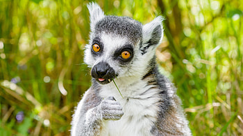Lemur Ultra , Stunning visuals, Detailed ry, High-resolution HD wallpaper