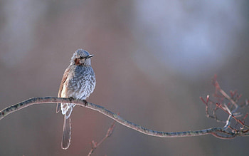 Animals, Bird, Branch, Crest, Pappus HD wallpaper