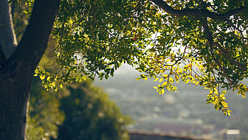 Green Leaves Tree Branches Bushes In Blur Ocean Water Bokeh Background Nature HD wallpaper