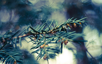 Macro, Shine, Light, Branch, Fir, Spruce HD wallpaper
