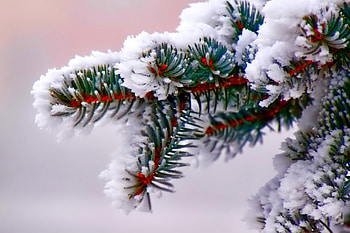 Winter, graphy, wonderful, snowflakes, snowflake, snow, trees, , sun, cold, beautiful, tree, nature, sky, lovely, splendor, ice HD wallpaper
