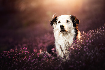 Animal, dog HD wallpaper