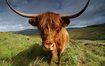 Cow , 63 HD wallpaper