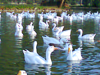 ducks in Lake, lahore, ducks, in lake, animals HD wallpaper