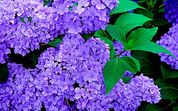 Nature , Blue hydrangeas, mobile tablet, Floral beauty HD wallpaper