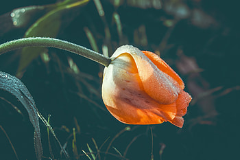 Drops, Flower, Macro, Wet, Dew, Tulip HD wallpaper