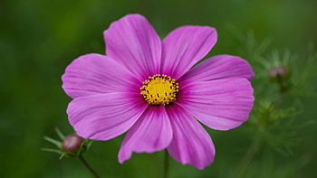 Pink Kosmeya Flower Petals Buds In Green Background Flowers HD wallpaper