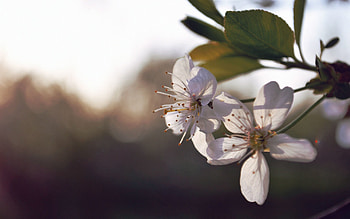 Flower, Plant, Macro, Bloom, Flowering, Spring HD wallpaper