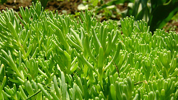 Grass, Plant, Macro, Greens HD wallpaper