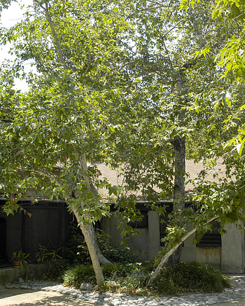 Western Sycamore, Inland Valley Garden Planner HD phone wallpaper