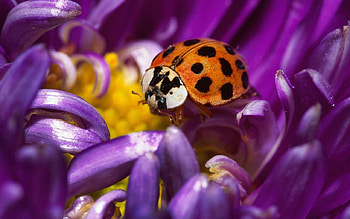 Weevil, insects, bugs HD wallpaper