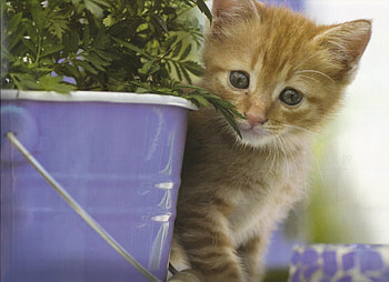 Orange tabby, blue, kitten, pail, weed HD wallpaper