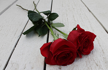 Flowers, Roses, Bud, Couple, Pair, Stem, Stalk HD wallpaper