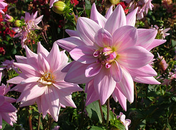 Flowers, Close-Up, Disbanded, Loose, Dahlias HD wallpaper