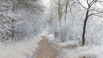 Winter Path, Nature, Winter, snow, Path HD wallpaper