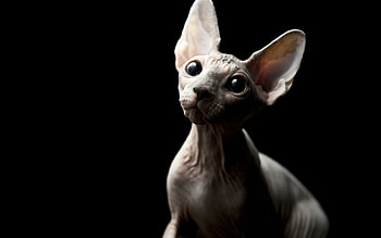 Sphynx Cat, Amazing , Distinctive feline, Exotic charm HD wallpaper