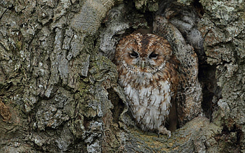 Animals, Owl, Bird, Wood, Tree, Disguise, Camouflage, Bark, Trunk HD wallpaper