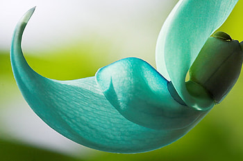 Jade, light, flower, hop software, twisted, nature HD wallpaper